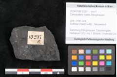 Foto (Objekt + Etikett) von Camptopteris haastii Ettingshausen (NHMW-GEO-2024-0188-10297b)
